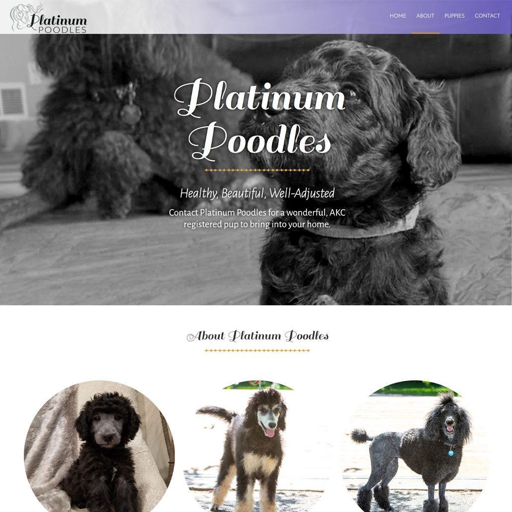 Custom Trustdyx website design for Platinum Poodles home page in St. Augusta, MN